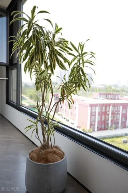 盆栽怎么养才能长得好 最容易养活的室内室外植物推荐(室内盆栽怎么养活)